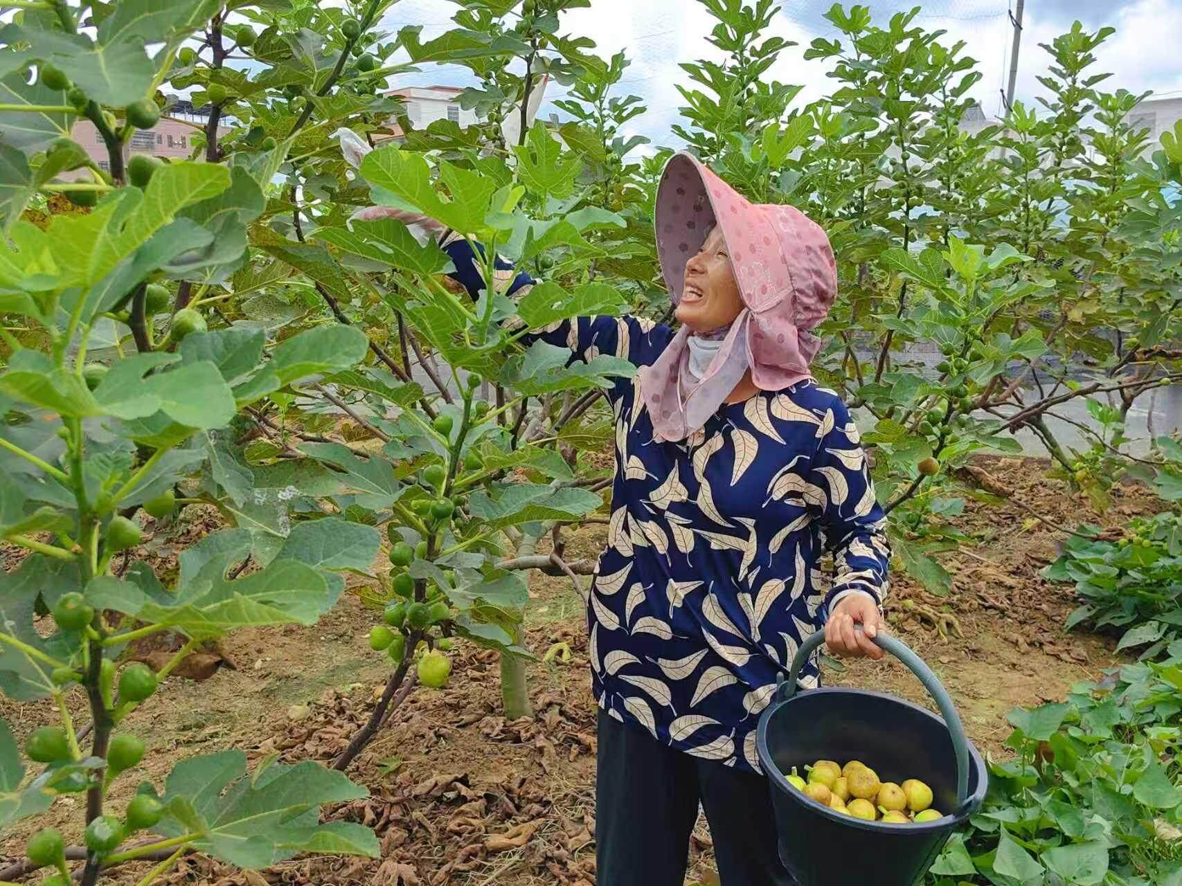 韶關(guān)樂(lè)昌 '甜蜜果'身價(jià)翻倍，果農(nóng)樂(lè)享產(chǎn)業(yè)鏈發(fā)展'紅利'